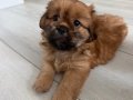 2 AYLIK PEKİNEZ BEBEK DİŞİ