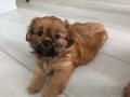 PEKİNEZ BEBEKLER 2 ADET DİŞİ