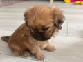 PEKİNEZ BEBEKLER 2 ADET DİŞİ