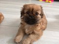 PEKİNEZ BEBEKLER 2 ADET DİŞİ