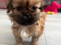 PEKİNEZ BEBEKLER 2 ADET DİŞİ