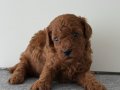 TEACUP POODLE YAVRULARI 