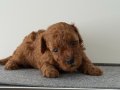 TEACUP POODLE YAVRULARI 