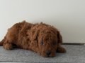TEACUP POODLE YAVRULARI 