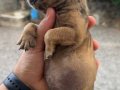 Frenc bukdog 2 aylık