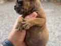 Frenc bukdog 2 aylık