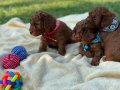 Orjinal Sakan Toy Poodle Yavrular