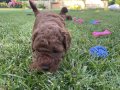 Orjinal Sakan Toy Poodle Yavrular