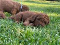 Orjinal Sakan Toy Poodle Yavrular