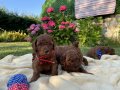 Orjinal Sakan Toy Poodle Yavrular