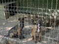 2 adet Erkek Asilari tam uygun puan acil 