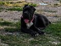 üst düzey scr anne babanın yavrusu 