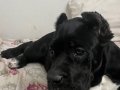 üst düzey scr anne babanın yavrusu 