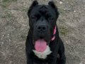 üst düzey scr anne babanın yavrusu 
