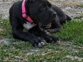 üst düzey scr anne babanın yavrusu 