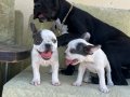 blue pied dişi yeşil gözlü minikler