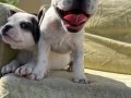 blue pied dişi yeşil gözlü minikler