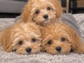 poodle ayarında maltipoo tuvalet eğitimli bebekler