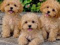 poodle ayarında maltipoo tuvalet eğitimli bebekler