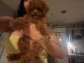 Max 3 Kilo kalacak poodle kore kan
