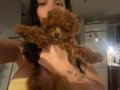 Max 3 Kilo kalacak poodle kore kan
