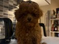 Max 3 Kilo kalacak poodle kore kan