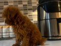 Max 3 Kilo kalacak poodle kore kan