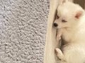 Pomeranian spitz yavru 3 aylık 