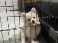 Pomeranian spitz yavru 3 aylık 