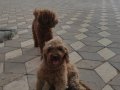 A kalite poodle bebekler