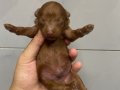 A kalite poodle bebekler
