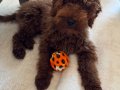 Orijinal Poodle Toy erkek 4 aylık 