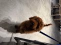 Orijinal Poodle Toy erkek 4 aylık 