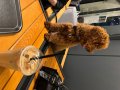 Orijinal Poodle Toy erkek 4 aylık 