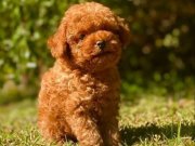 Sevimli oyuncak Poodle:)