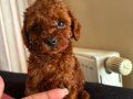 Sevimli oyuncak Poodle:)