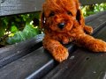 Sevimli oyuncak Poodle:)