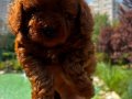 Sevimli oyuncak Poodle:)