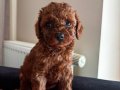Sevimli oyuncak Poodle:)