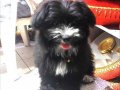 Süs köpeği 
