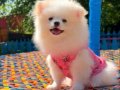 Gülen surat pomeranian
