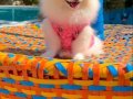 Gülen surat pomeranian