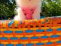 Gülen surat pomeranian