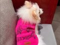 Gülen surat pomeranian