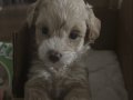 Maltipoo 2Aylık iç dış parazit var devam ediyor aşıları