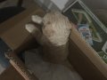 Maltipoo 2Aylık iç dış parazit var devam ediyor aşıları