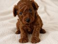 Toy Poodle 