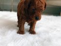 Toy Poodle 