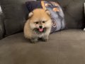 Pomeranian Teddy Bear 
