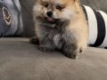Pomeranian Teddy Bear 